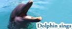 Dolphin Sing