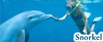 Dolphin Snorkel