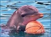 Dolphin Basketball