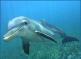 Dolphin Close Up