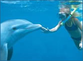 Dolphin Snorkel