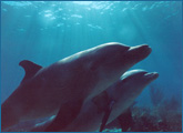 Dolphin