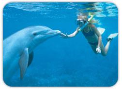 Dolphin Swim Adventure