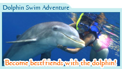 Dolphin Swim Adventure Only $99 usd