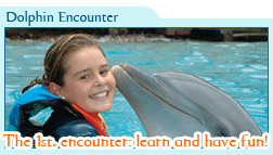 Dolphin Encounter Only $69 usd