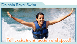 Dolphin Royal Swim Only $99 usd
